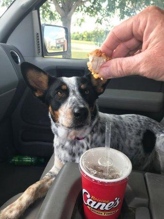 Raising Cane's Chicken Fingers